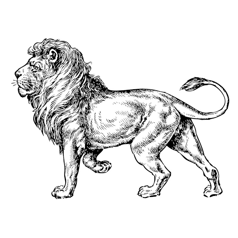 Lion Drawings